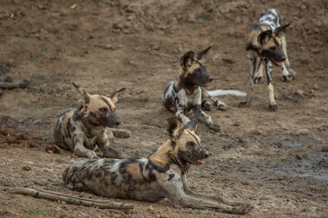 Four alert African wild dogs