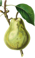 Birne, Birnensorte, Duchesse d'Angouleme pear is an heirloom variety of Pyrus communis, originally from France 
 - obrazy, fototapety, plakaty