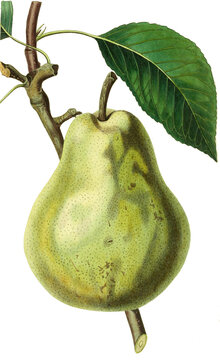 Birne, Birnensorte, Duchesse d'Angouleme pear is an heirloom variety of Pyrus communis, originally from France 
