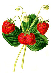Erdbeere, Erdbeerensorte, the Elton Seedling Strawberry 
