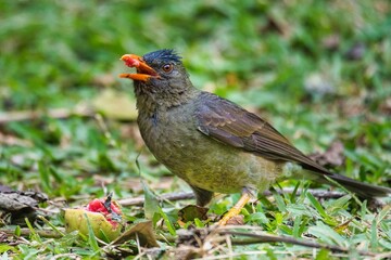 Seychelles endemic bulbul bird eating guava on the ground, Mahe Seychelles