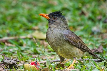 Seychelles endemic bulbul bird eating guava on the ground, Mahe Seychelles