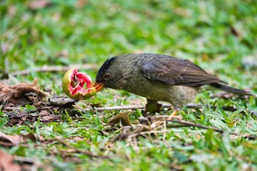 Seychelles endemic bulbul bird eating guava on the ground, Mahe Seychelles