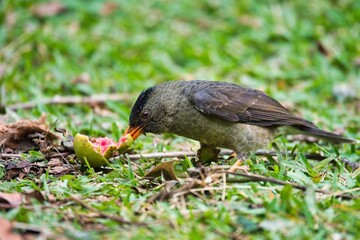 Seychelles endemic bulbul bird eating guava on the ground, Mahe Seychelles