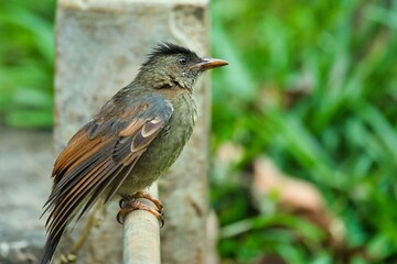 Seychelles endemic bulbul bird Mahe Seychelles