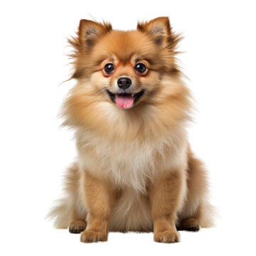pomeranian spitz puppy isolated on transparent background cutout