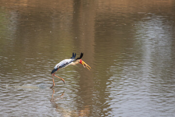 Yellow-billed stork flying over water with fish in its mouth
