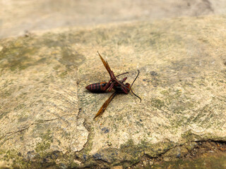 Vespa wasp upside down on the floor