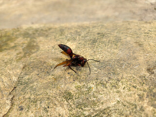 Vespa wasp upside down on the floor