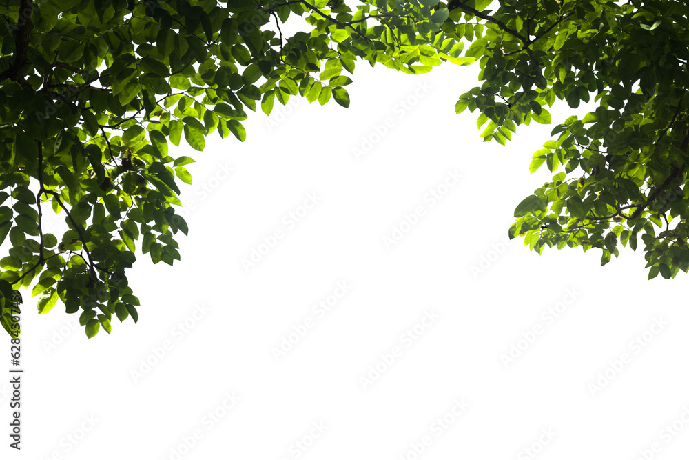 Wall mural isolated image of branch with leaves of big tree on png file at transparent background.