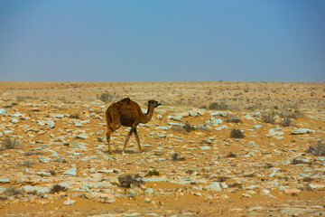 Camel in the desert of Moroccan Sahara