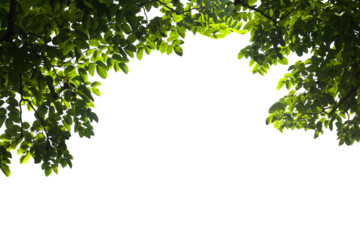 Isolated image of branch with leaves of big tree on png file at transparent background.
