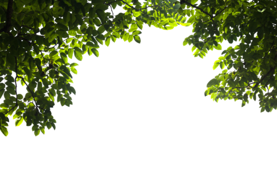 Isolated image of branch with leaves of big tree on png file at transparent background.