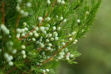 Capture the essence of nature with a lush Juniperus Chinensis branch adorned with cones, beautifully captured with a captivating shallow depth of field.