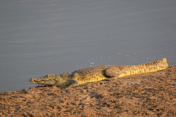 Nile crocodile basking on the river bank