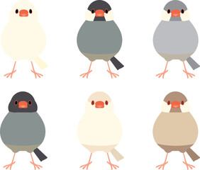 文鳥　正面　全身