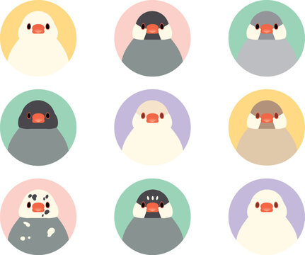 文鳥　正面　アイコンセット