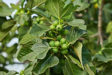 Figs ripening on a fig tree
