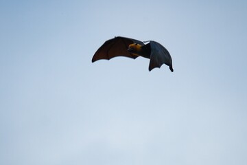 Seychelles fruit bat flying on cloudy day, Mahe Seychelles 