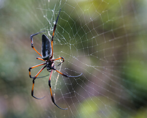 Seychelles palm spider on the web, beautiful black and gold colour, closeup shot, Mahe Seychelles