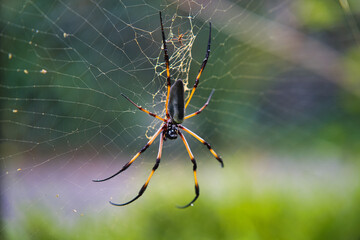 Seychelles palm spider on the web, beautiful black and gold colour, closeup shot, Mahe Seychelles