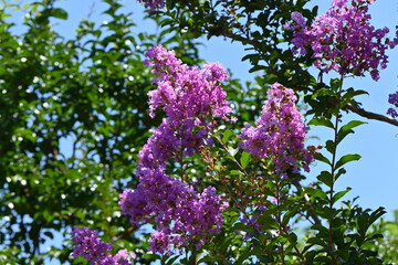 Fototapeta na wymiar Crape myrtre flowers. Lythraceae deciduous tree. It blooms red, white, and pink flowers from July to October.