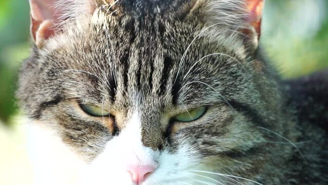 Curious Domestic Cat outside in the garden. Summertime. Close up, slow motion