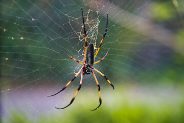 Seychelles palm spider on the web, beautiful black and gold colour, closeup shot, Mahe Seychelles