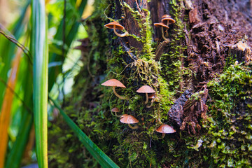 Small mushrooms on tree rotting tree trank in the morn blanc nature trail, Mahe Seychelles
