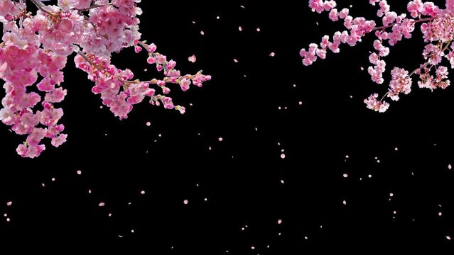 Cherry blossom Sakura tree branches with mild movements in wind and flower petals falling slowly with turbulent movements