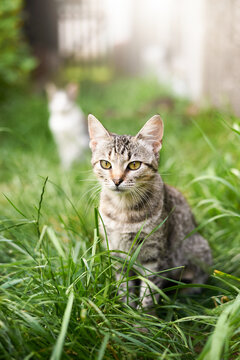 Young cat in the grass in summer.