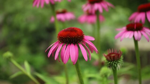 Pink coneflowers in the garden with a blurred background.