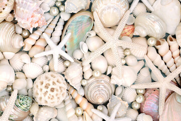 Seashell and oyster pearl background. Large collection of beautiful exotic and tropical shells, natural nature design. - obrazy, fototapety, plakaty
