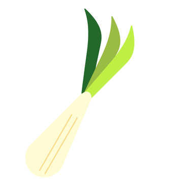 green leek vegetable isolated white background clip art preview