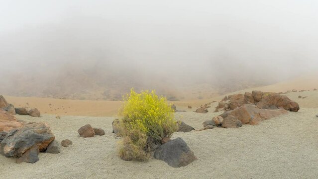 One yellow flixweed plant growing on desert craggy soil, foggy background, Teide