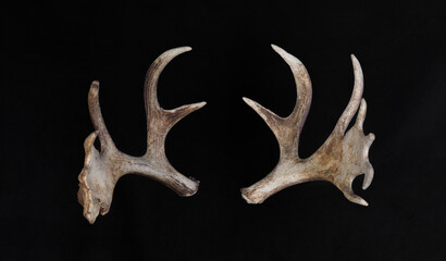 moose horns isolated on black background