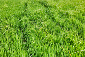 Close-up of a rice field