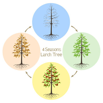 Four seasons dahurian gmelin larch tree on a white background.