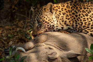 Leopard feeding on her warthog kill