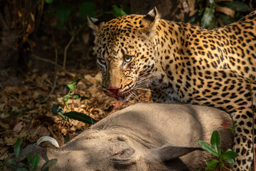 Leopard looks up from feeding on warthog kill