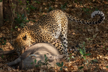 Fototapeta na wymiar Full view of leopard with warthog kill