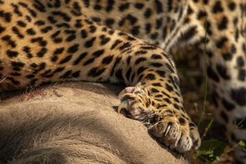 Leopard paw on warthog kill