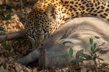 Leopard looks up from feeding on warthog kill