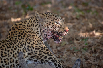 Side view of leopard