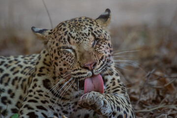 Leopard doing some grooming after feeding