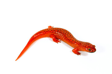 Red salamander // Rotsalamander (Pseudotriton ruber) 