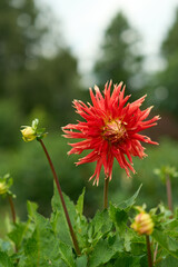 Red Dahlia Pinnata, part of the Asteraceae family, showcased with a blurred background, reveals its captivating beauty