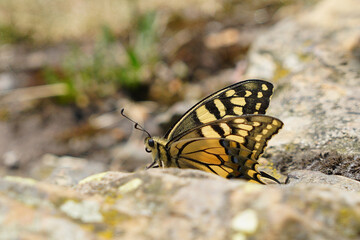 Un sublime papillon monarque jaune et noir posé au sol