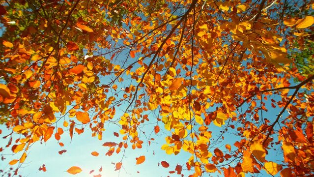 Super slow motion of falling autumn maple leaves against clear blue sky. Filmed on high speed cinema camera, 1000 fps.