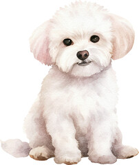 Obraz premium Bichon frise dog watercolour illustration created with Generative AI technology